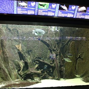 Another Asian freshwater tank