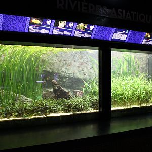 Aquarium with smaller Asian freshwater fishes