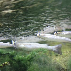 Four-eyed fishes