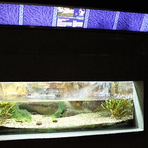 Aquarium Four-eyed fish