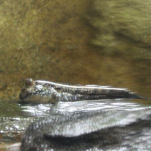 Mudskipper