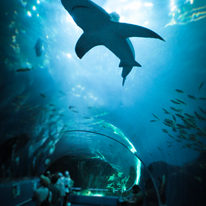 Oct. 2021 - Ocean Voyager - Sandbar