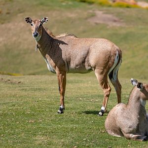 Nilgai