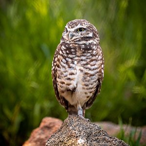 Western Burrowing Owl