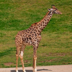 Masai Giraffe