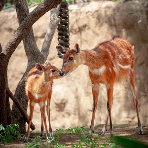 East African Sitatunga and fawn