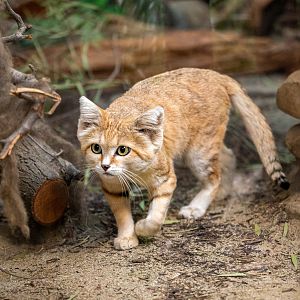 Newman the Sand Cat