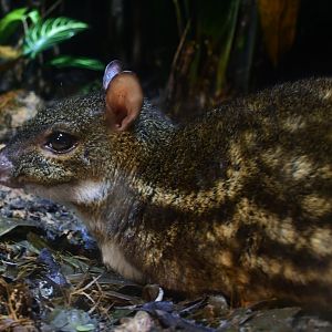Yellow-striped Mousedeer (Moschiola kathygre)