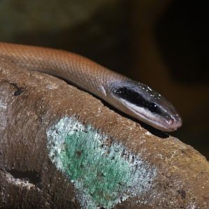 Cave Racer (Elaphe taeniura ridleyi)