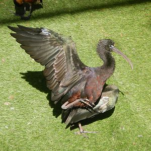 Glossy Ibis
