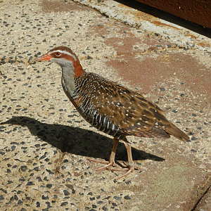 Buff-Banded Rail