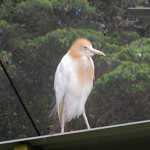 Cattle Egret