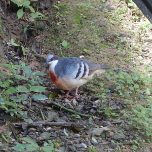 Luzon Bleeding-Heart