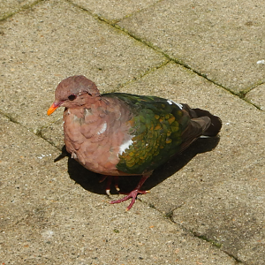 Pacific Emerald Dove
