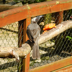 Hornbill Friarbird (Philaemon [buceroides] yorki)