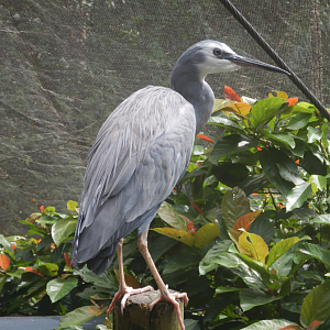 White-Faced Heron