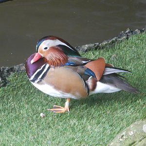 Mandarin Duck