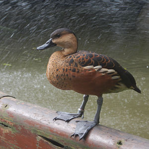 Wandering Whistling-Duck
