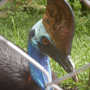 Southern Cassowary