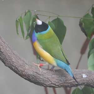 Gouldian Finch