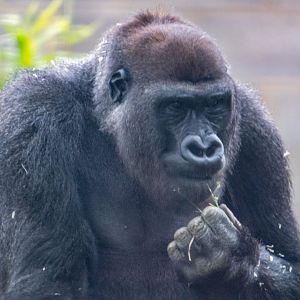 Lope - Western Lowland Gorilla