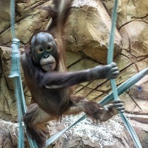 Basuki - Bornean Orangutan
