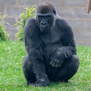 Lope - Western Lowland Gorilla