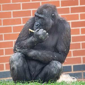 Shufai - Western Lowland Gorilla