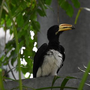 African pied hornbill
