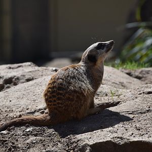 Meerkat
