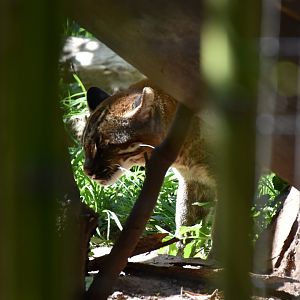 Tibetian golden cat (face)
