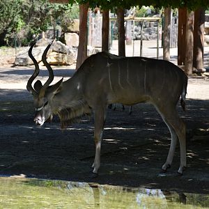 Greater kudu