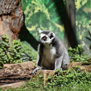 Ring-tailed lemur