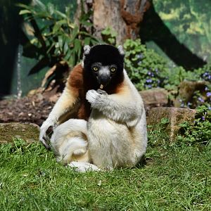 Crowned sifaka "Jao"