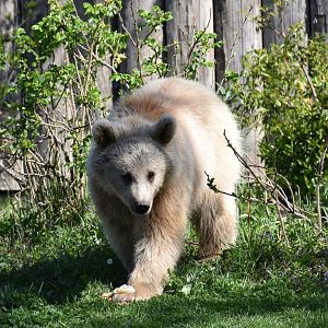 Syrian brown bear