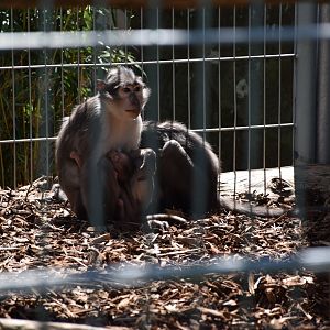 White-collared mangabey