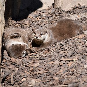 Asian small-clawed otter