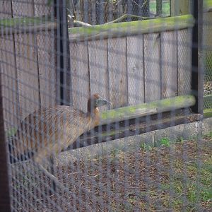Two-wattled Cassowary chick- Hamerton Zoo Park 6/3/2022