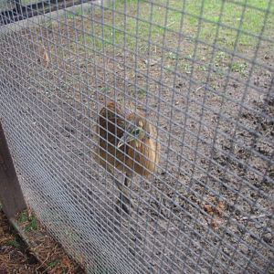 Two-wattled Cassowary chick- Hamerton Zoo Park 6/3/2022