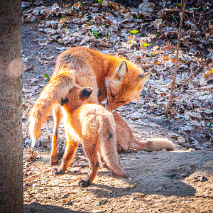 Red Foxes mom and pups