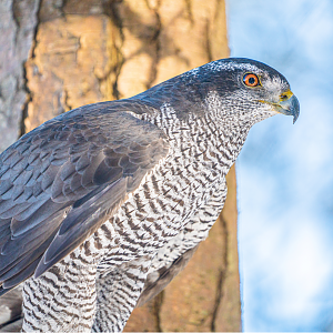 Matilda the female Northern Goshawk