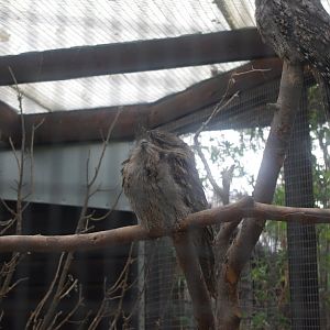Tawny Frogmouth- Hamerton Zoo Park 6/3/2022