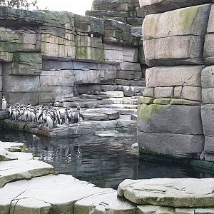 Humboldt penguins