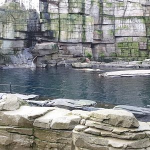 Fur seal - Walrus enclosure