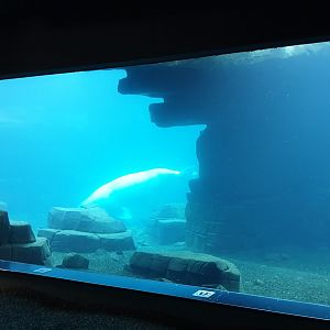 Underwater viewing window Fur seal - Walrus