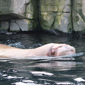 Walrus
