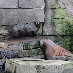 South American fur seal - Juvenile Walrus