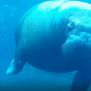 Walrus