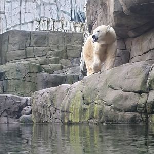 Polar bear