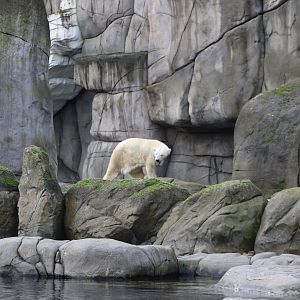 Polar bear enclosure